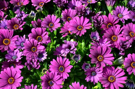 Lilac family flora