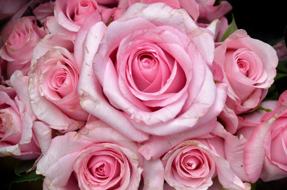 Nature pink flora