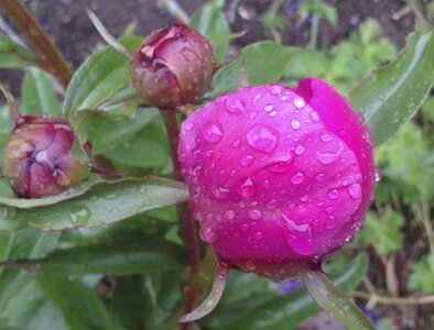 Bloom flower bud vibrant