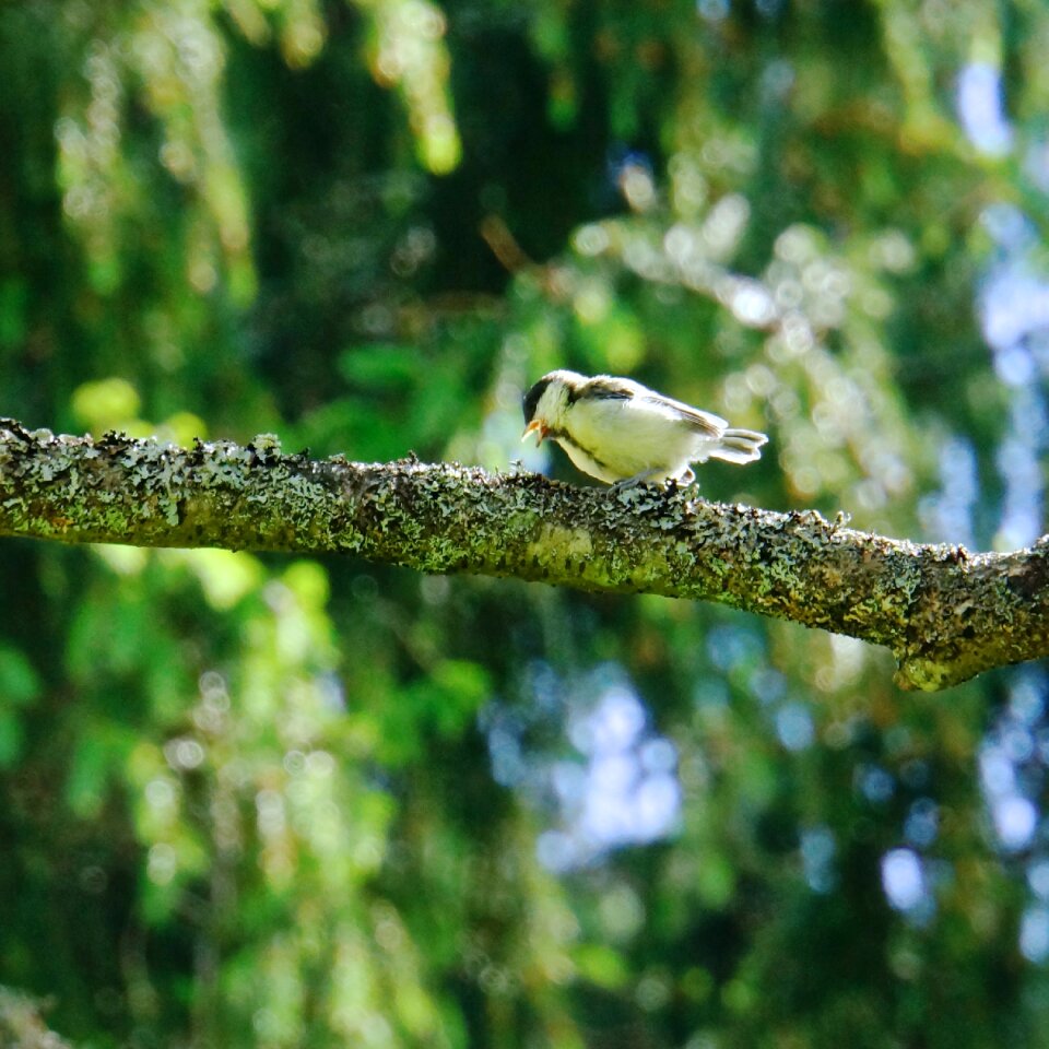 Bird beak open eat