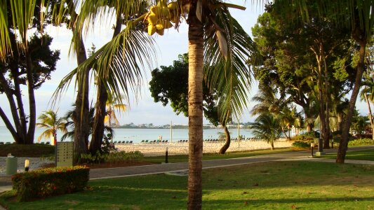 Palm caribbean photo