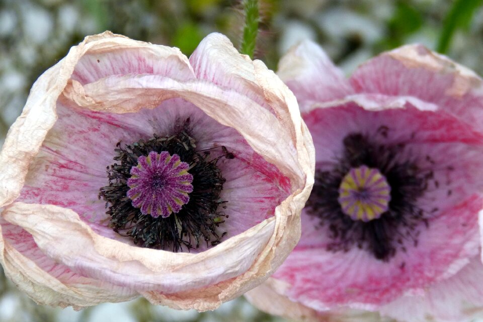Poppy capsule withered stamens