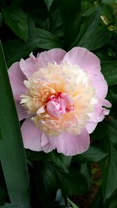 Spring flower pink nature