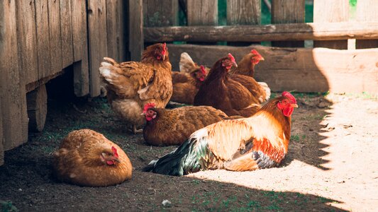 Poultry chicken vacation