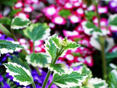 Garden plants green
