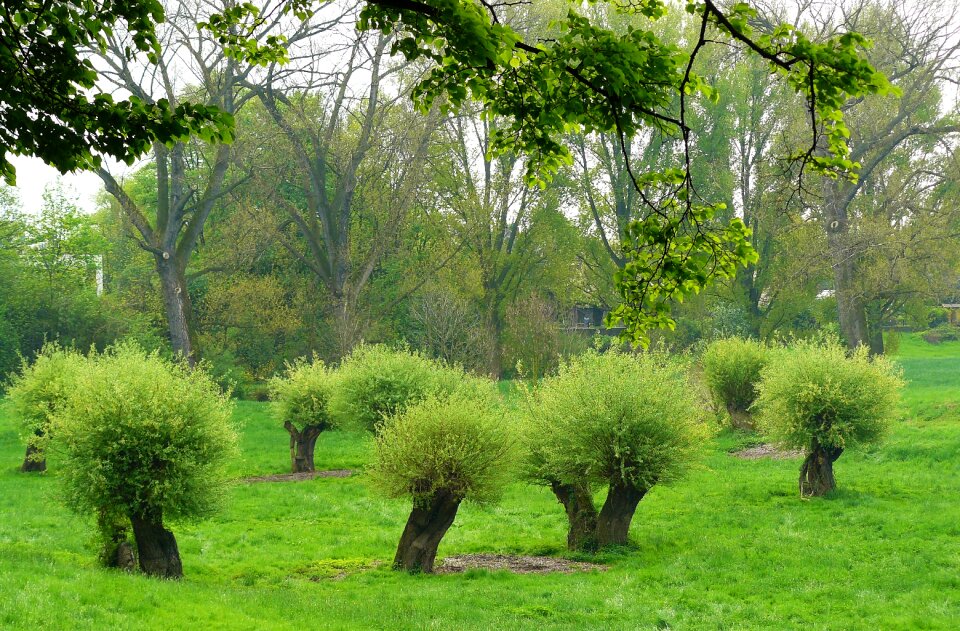 Landscape nature meadow