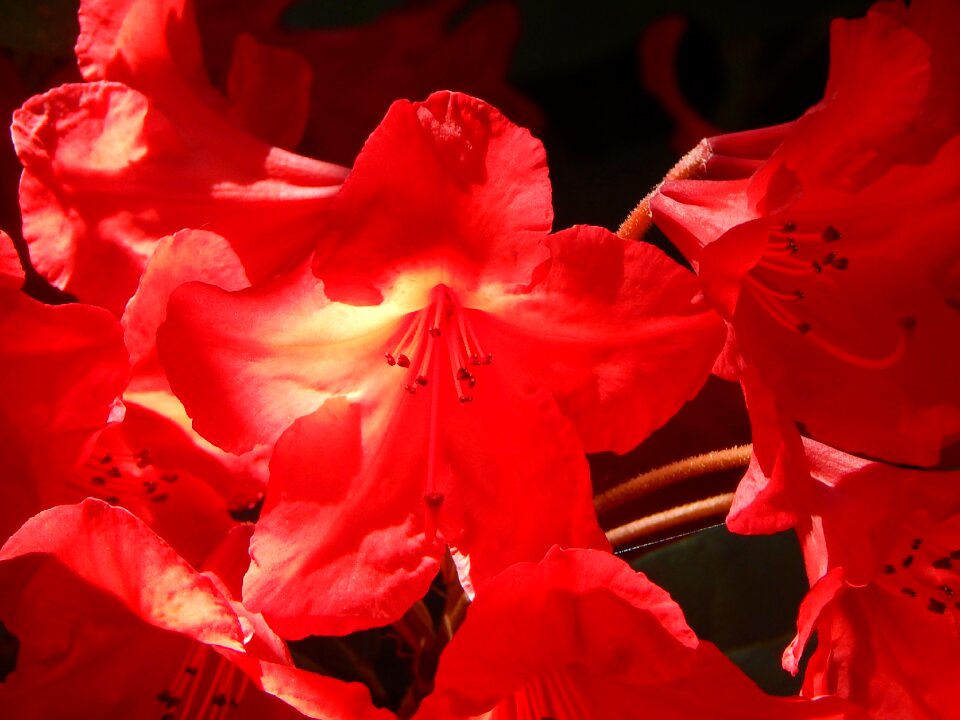 Red sunshine summer