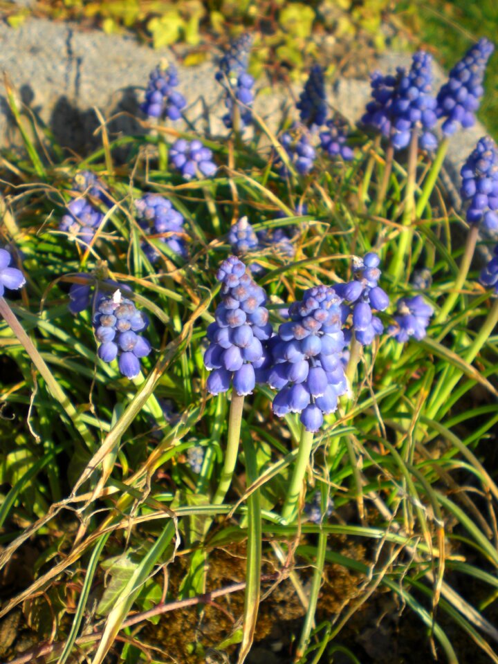 Flower plant blossom bloom