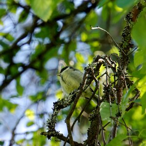 Chick bird great tit