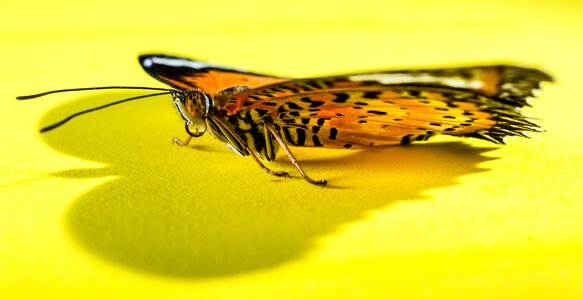 Butterfly insect Free photos