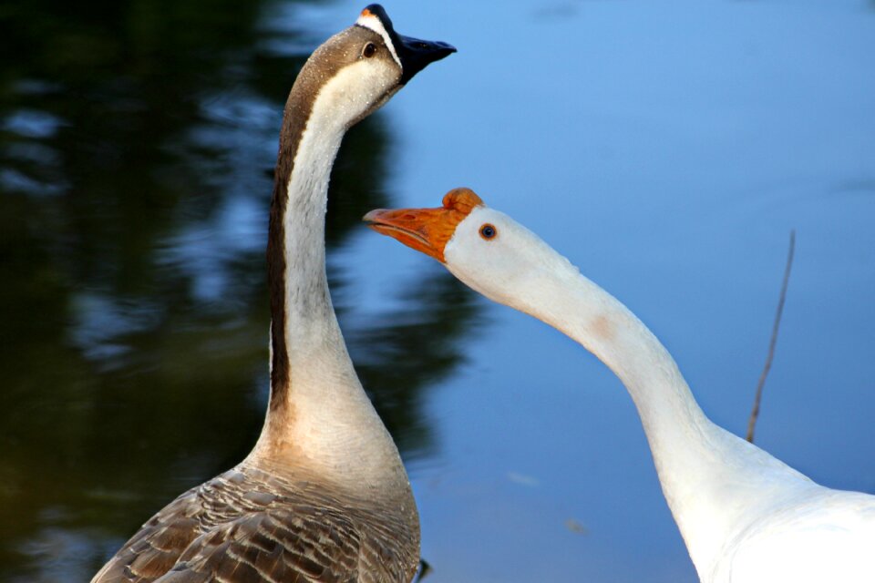 Outside waterfowl goose