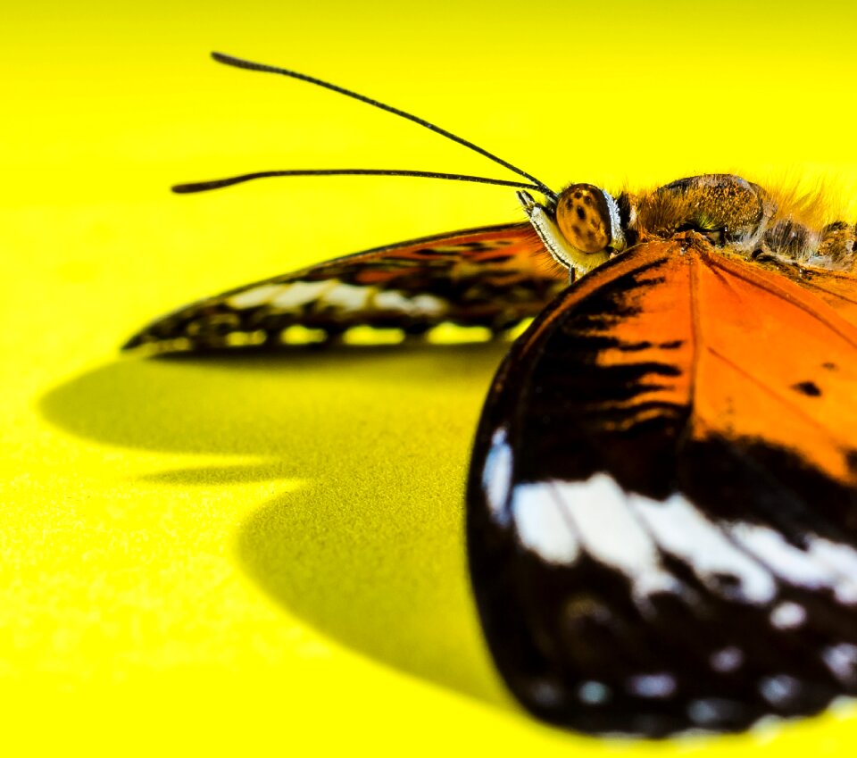 Butterfly insect Free photos