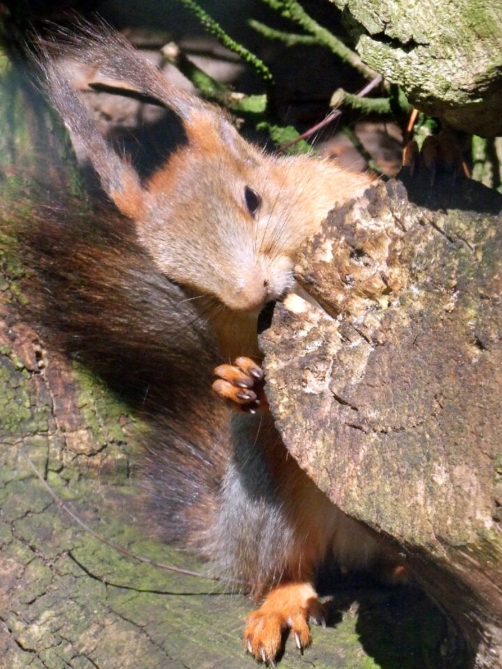 Croissant animal animal world