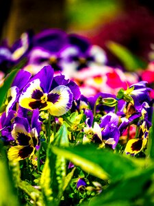 Violet violaceae spring flower photo