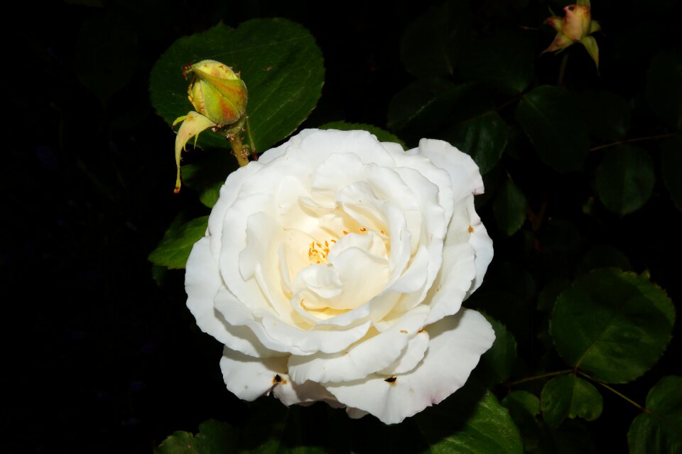 White fragrant beauty