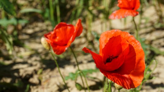 Flower plant nature