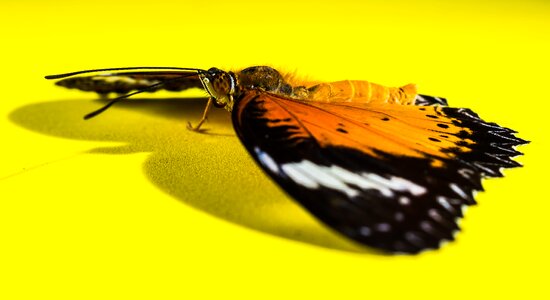 Butterfly insect Free photos