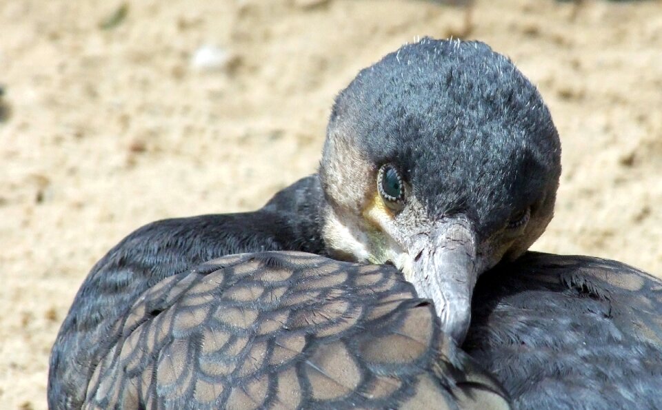 Water bird head animal