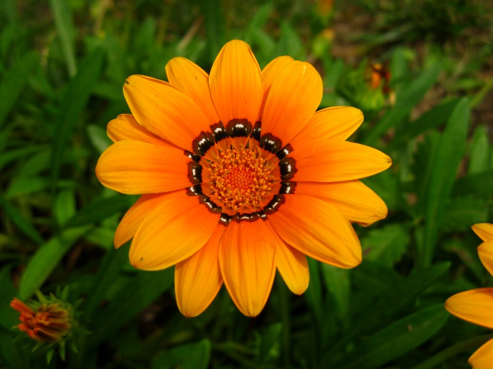 Blossom bloom yellow