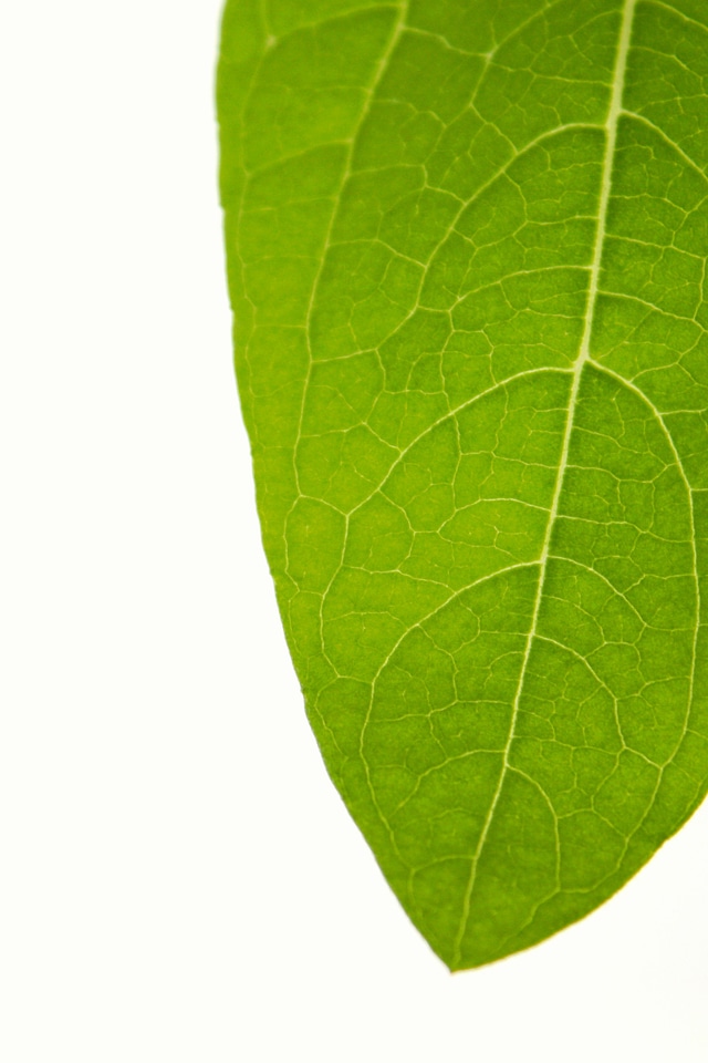 Tree flora life