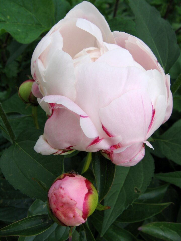 Blossom bloom flower