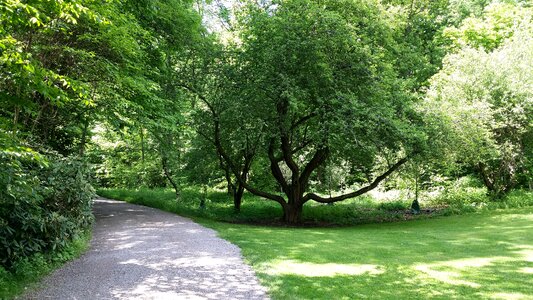 Branches tall green photo