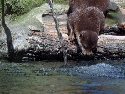 Animal mammal animal world