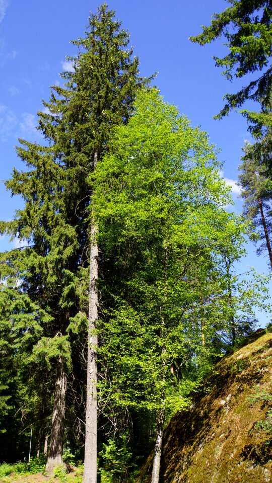 Conifer deciduous tree six