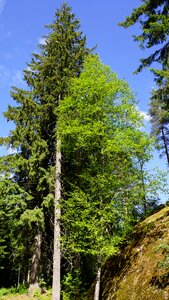 Conifer deciduous tree six