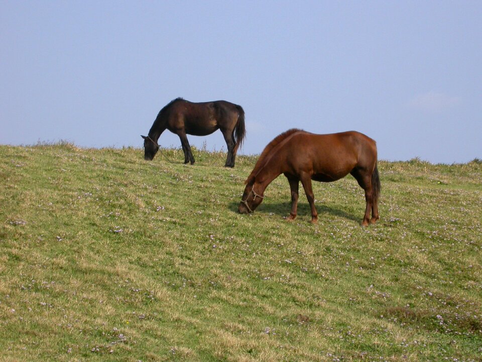 Pony meadow jeju island