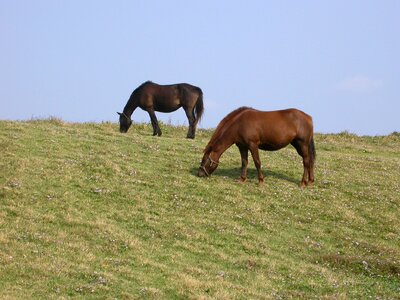 Pony meadow jeju island