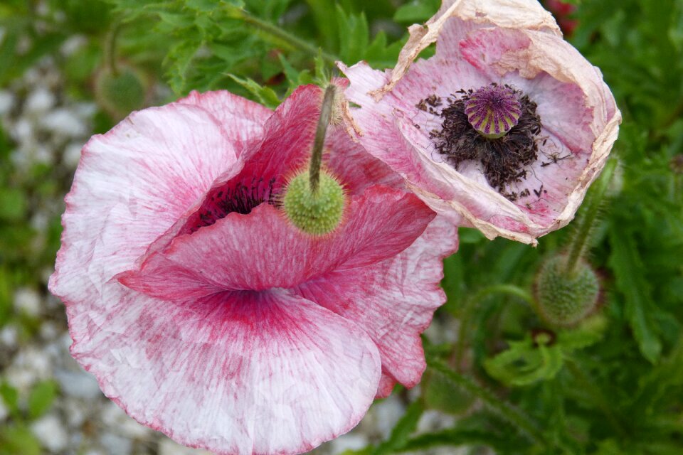 Poppy capsule withered stamens