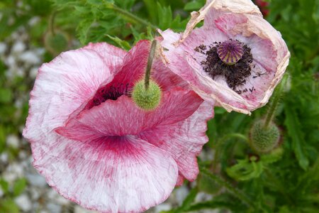 Poppy capsule withered stamens photo