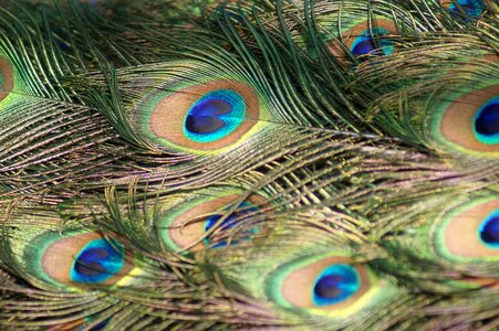 Feathered bird tail feathers