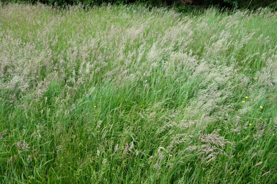 Wind summer
