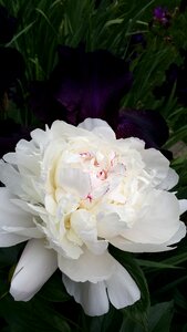 Beautiful flower blossom