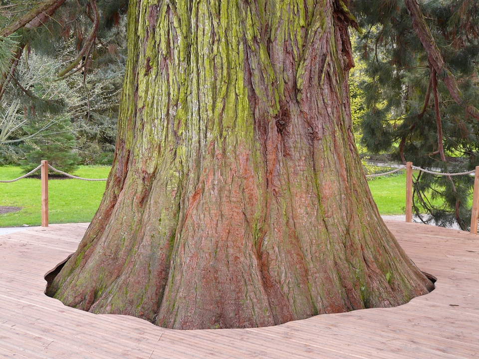 Sequoia sequoioideae cypress under glass