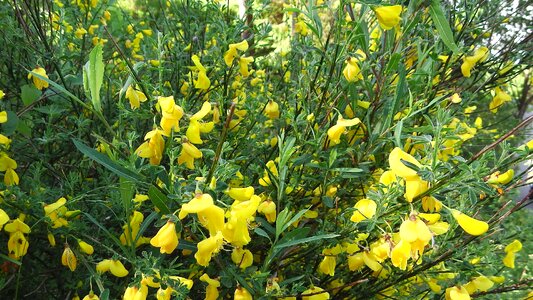 Broom flowers nature
