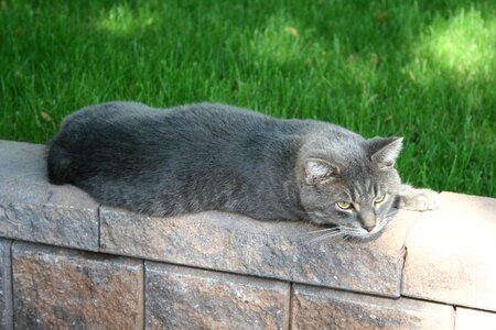 Animal domestic feline