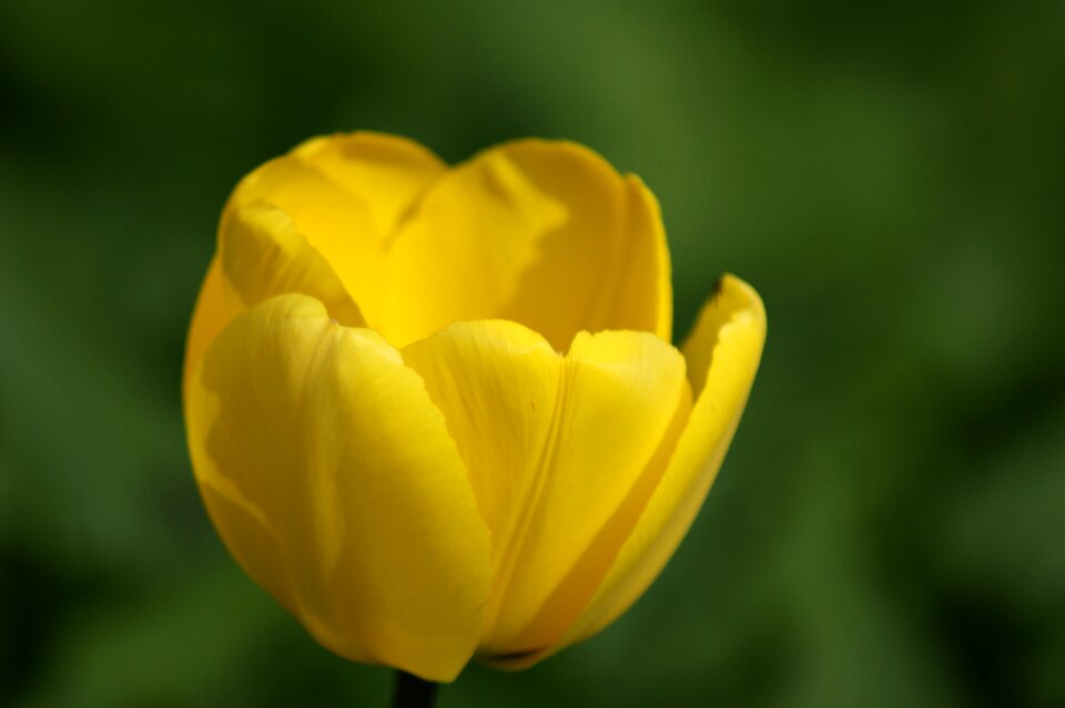 Yellow flower flowers colorful