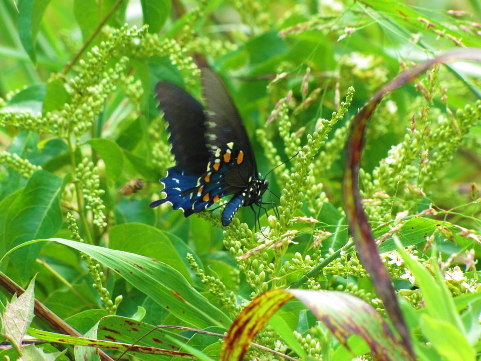 Nature garden beautiful