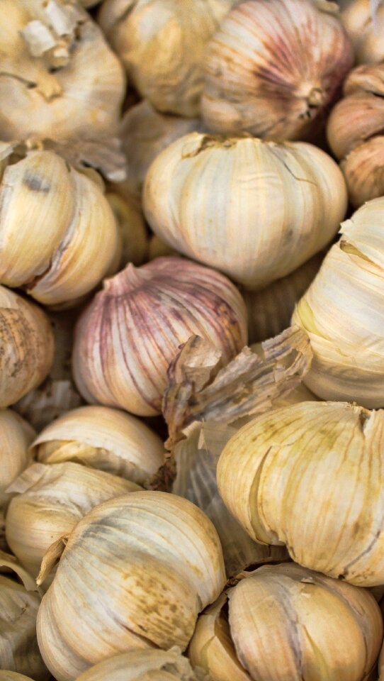 Clove of garlic spice aromatic