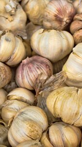 Clove of garlic spice aromatic