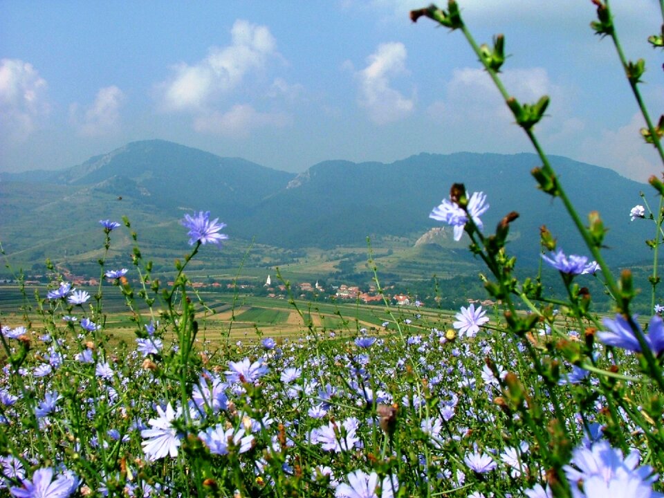 Nature intybus chicory flower