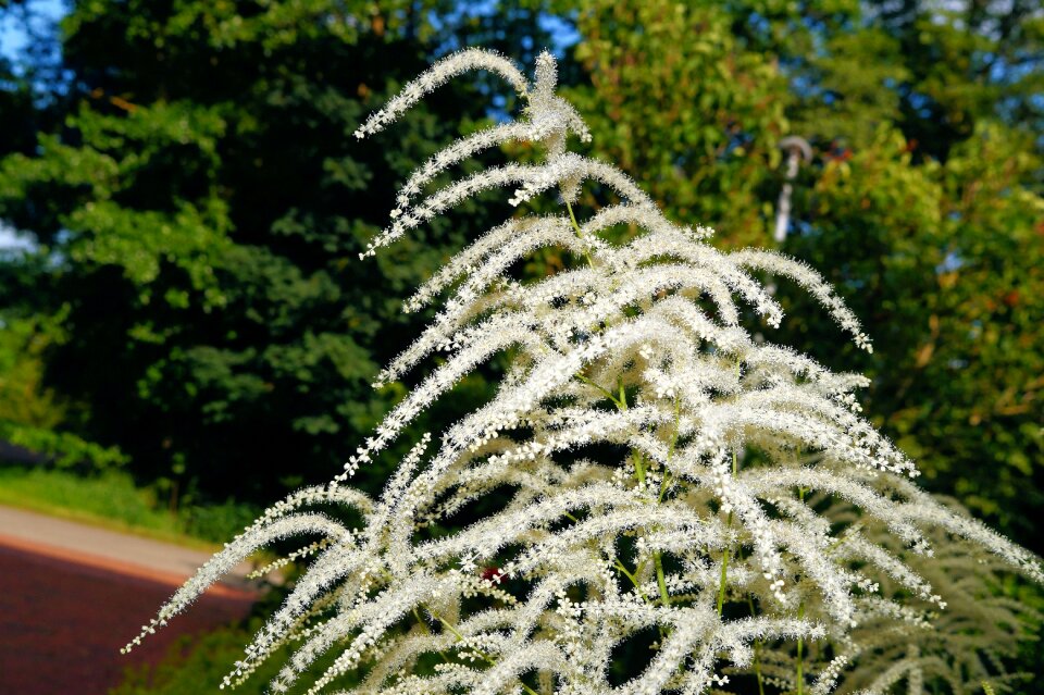 White tender bright