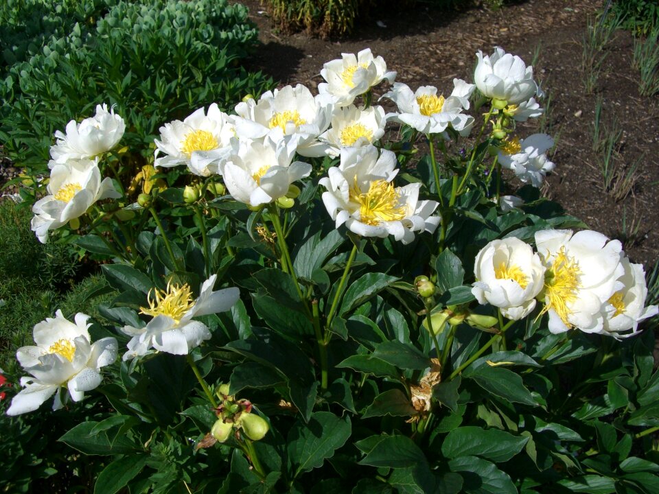 Bloom white garden