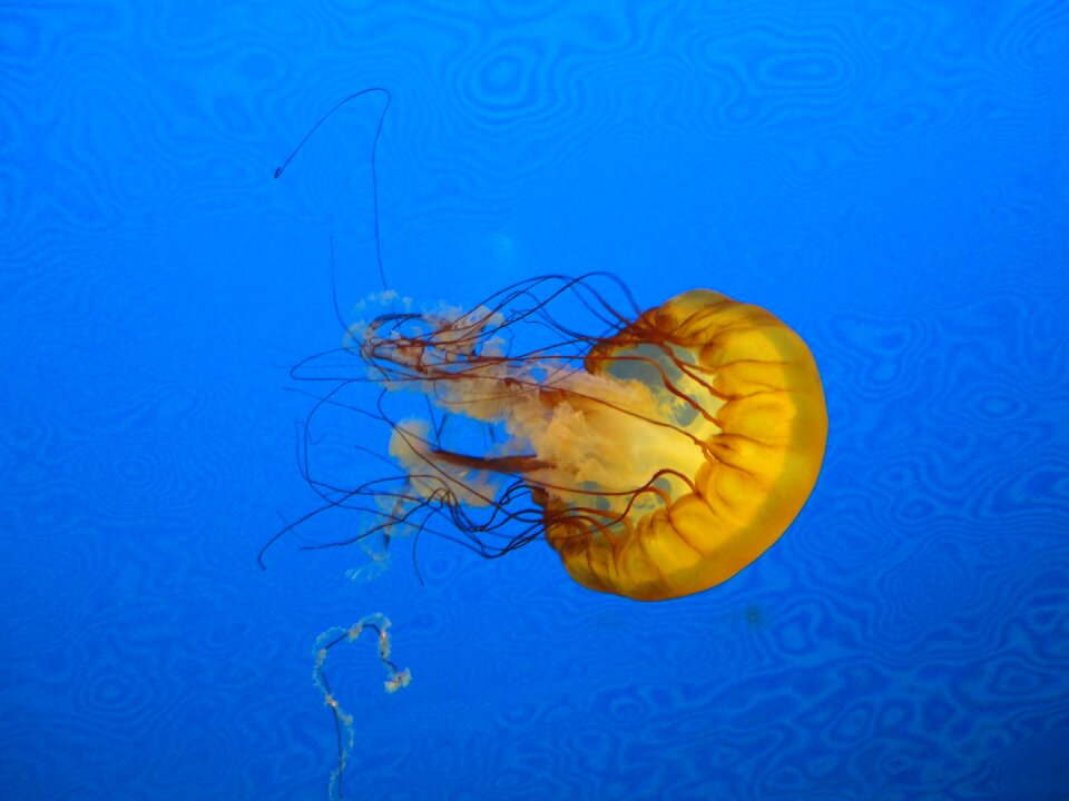 Animal jellies float