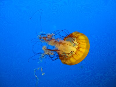 Animal jellies float photo
