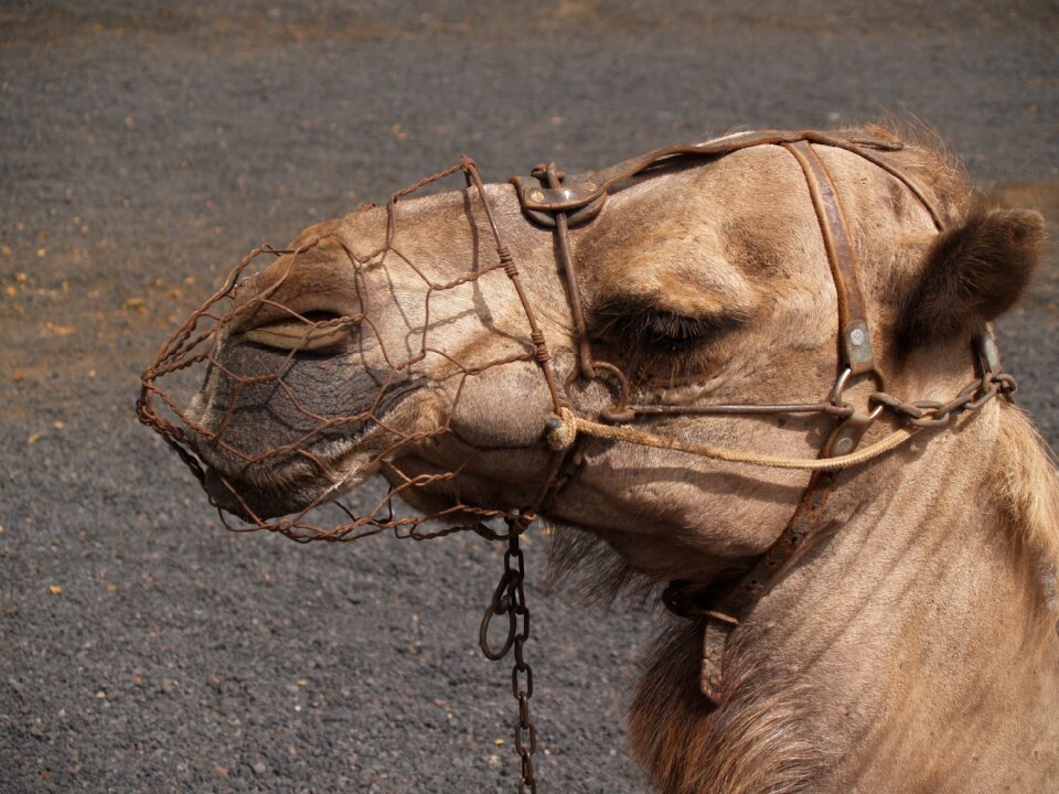 Dromedaries animals lanzarote
