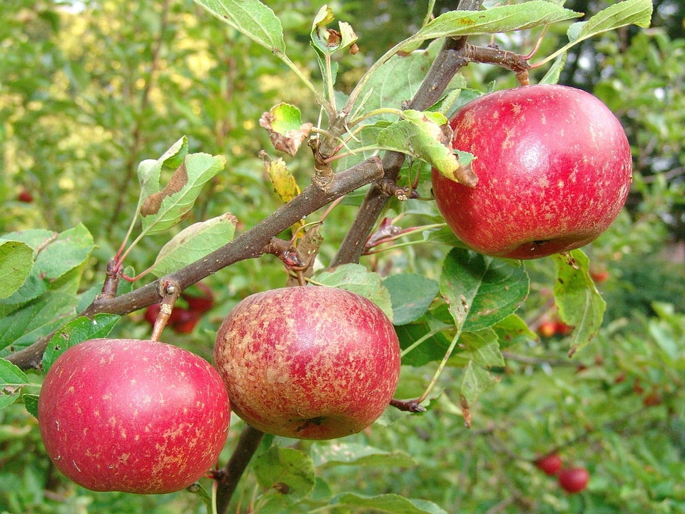Fruit apple tree harvest